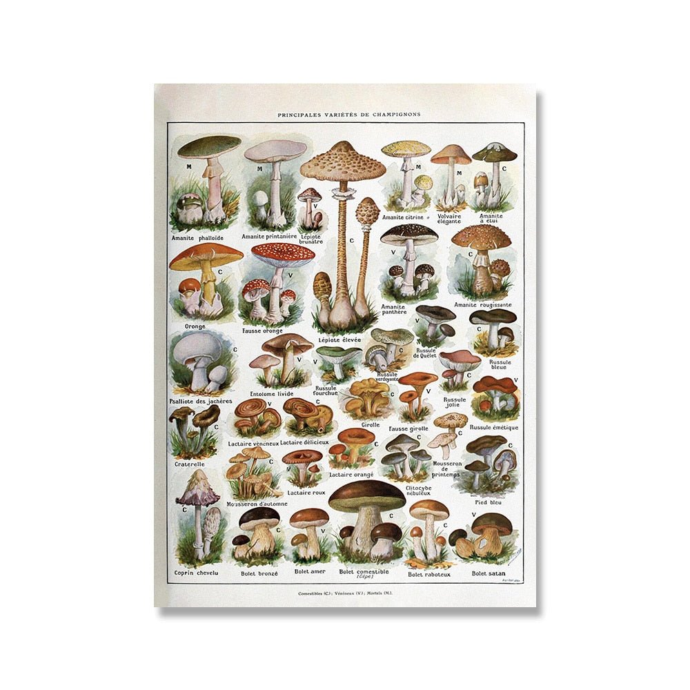 Vessina – Vintage Botanische Canvas Collectie - Vessina